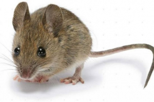 House mouse. Fotografija hišnih miši